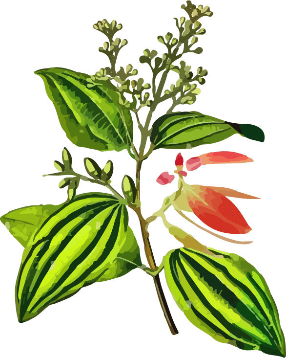 Cinnamon Plant Illustration Illustration of a cinnamon plant used at Cey Cinnamon